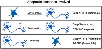 Non-Canonical Roles of Apoptotic Caspases in the Nervous System